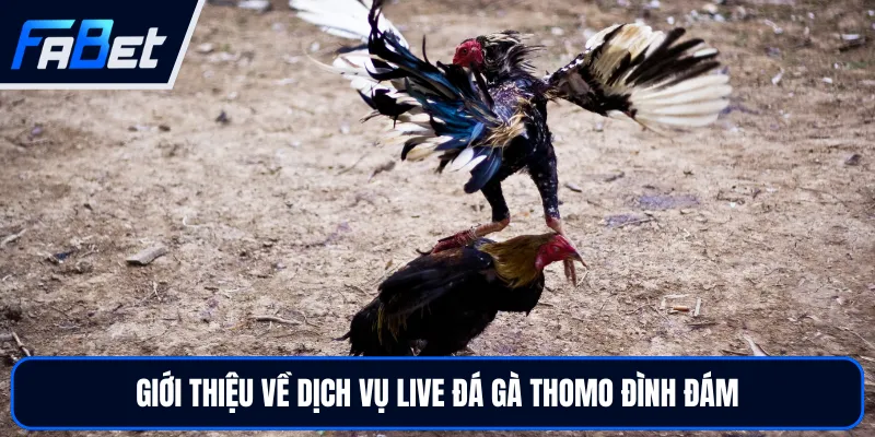 Live Đá Gà Thomo Hấp Dẫn Và Kịch Tính Tại Sân Chơi FABET